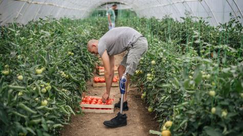 A person with a prosthetic leg tends to rows of plants. 
