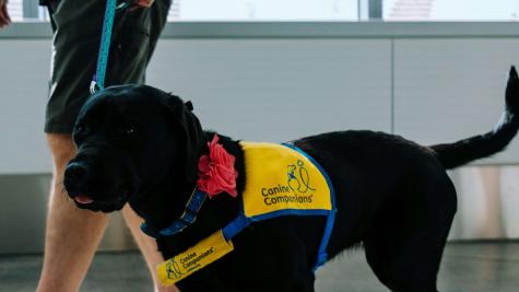 A black service dog wearing a vest and being lead by a leash walks down a hallway.