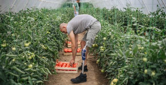 A person with a prosthetic leg tends to rows of plants. 