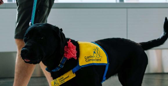 A black service dog wearing a vest and being lead by a leash walks down a hallway.