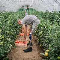 A person with a prosthetic leg tends to rows of plants. 
