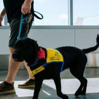 A black service dog wearing a vest and being lead by a leash walks down a hallway.